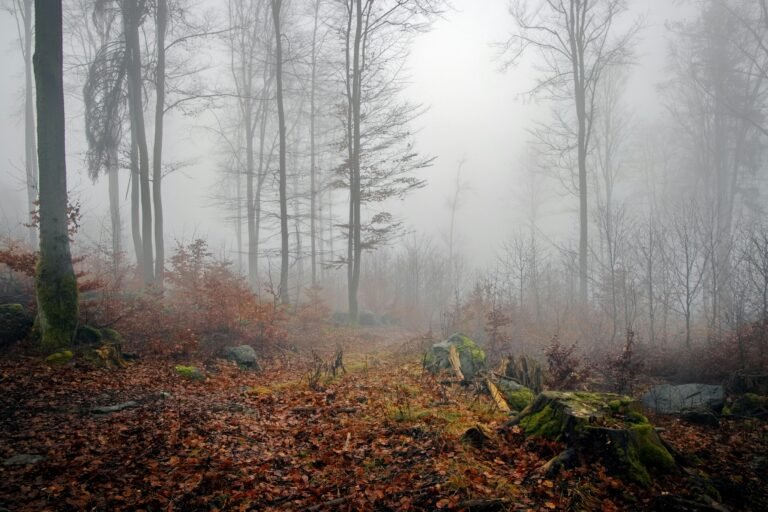 A misty autumn forest scene with bare trees and moss-covered rocks, capturing a serene and mystical atmosphere.